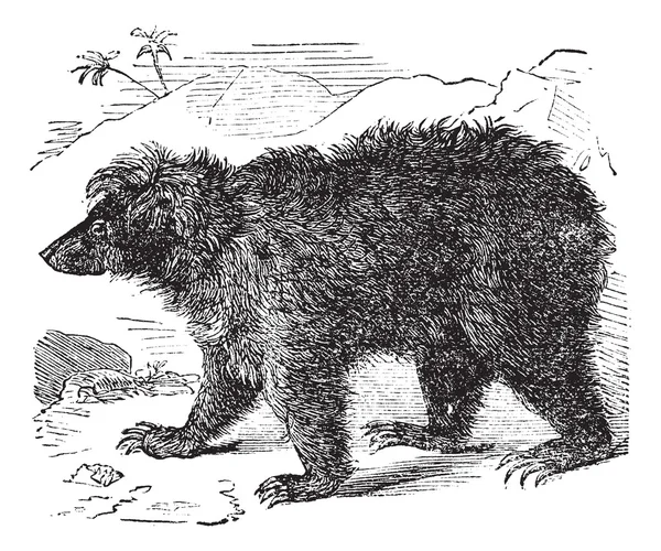 Asya ayı (ursus labiatus), antika gravür — Stok Vektör