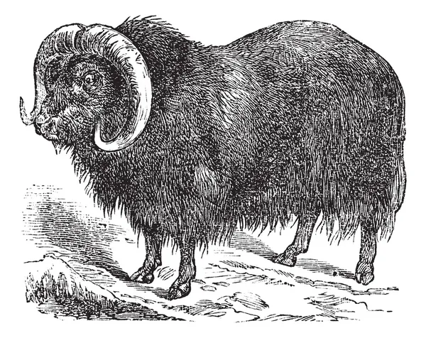 Muskox ovibos moschatus （ジャコウ牛）、ヴィンテージの彫刻 — ストックベクタ