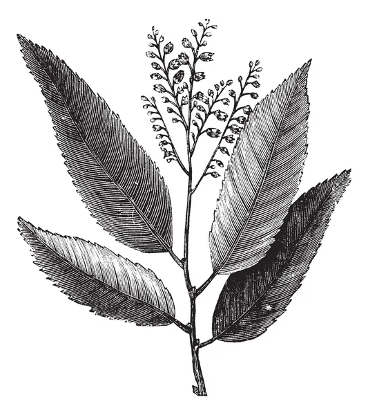 Sourwood nebo Kysloun stromový nebo oxydendrum arboreum vintage engravin — Stockový vektor