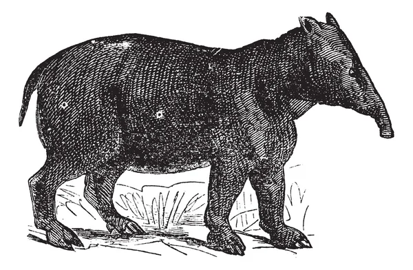 Paléotherium, gravure vintage — Image vectorielle