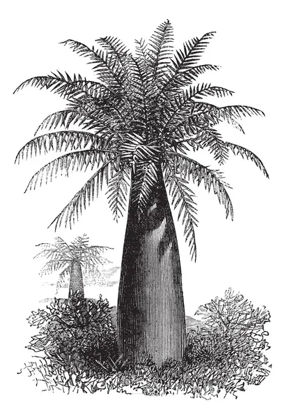 Palmier à vin chilien ou Jubaea chilensis, gravure vintage — Image vectorielle