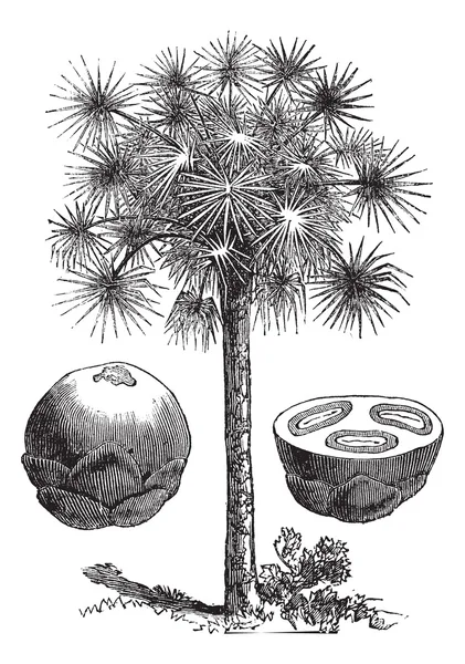 砂糖椰子またはウチワヤシ属 flabellifer、ヴィンテージの彫刻 — ストックベクタ