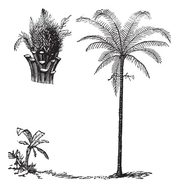 Royal palm veya roystonea regia, antika gravür — Stok Vektör