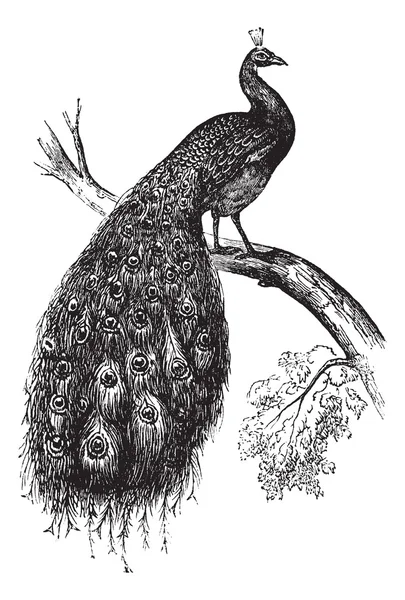 Indisk påfågel eller blå påfågel eller pavo cristatus, vintage engrav — Stock vektor
