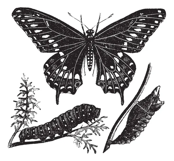 Borboleta de rabo de andorinha preta ou polixenos Papilio, gravura vintage — Vetor de Stock