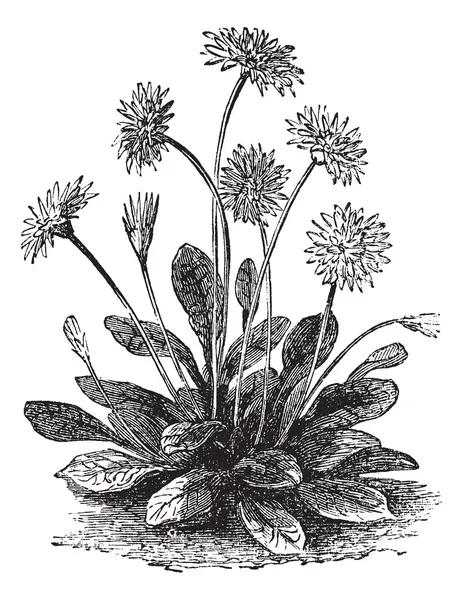 Daisy or Bellis perennis, vintage engraving — Stock Vector
