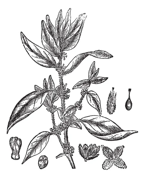Lichwort of Judaica-van-de-muur of parietaria officinalis, vin — Stockvector