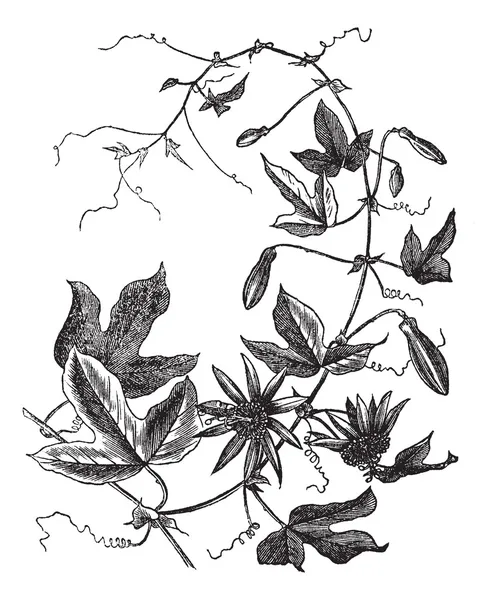Tutku çiçek veya passiflora caerulea, antika gravür — Stok Vektör