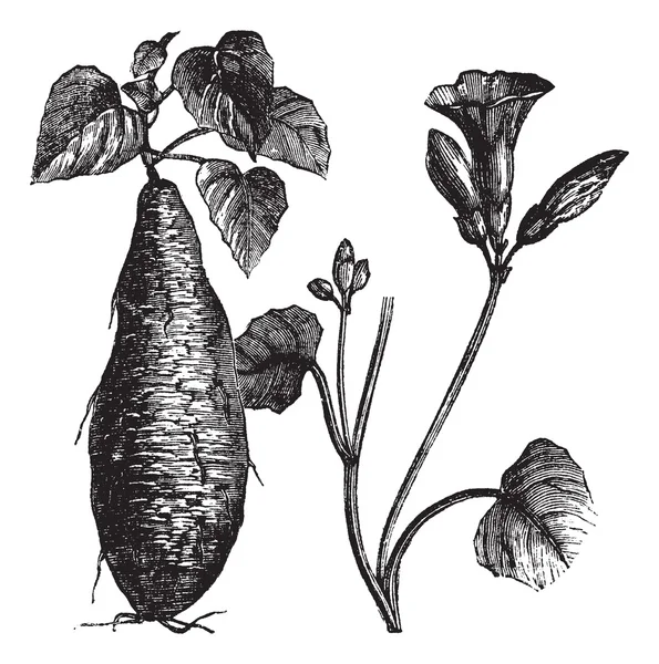 Édes burgonya vagy Ipomoea batatas, vintage gravírozás — Stock Vector