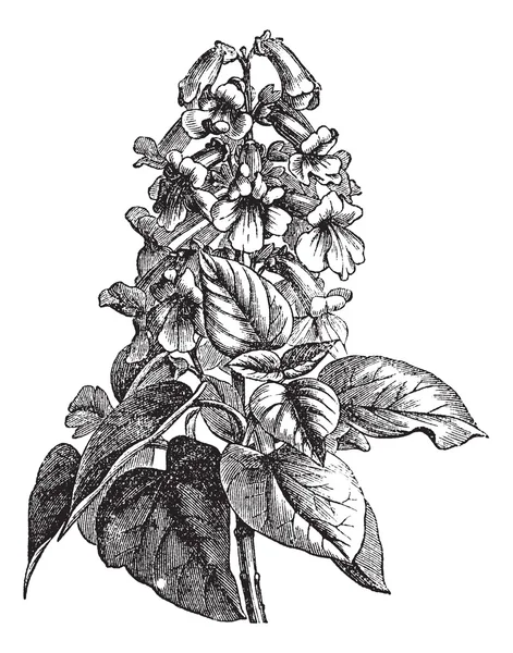Paulownia of paulownia sp., vintage gravure — Stockvector