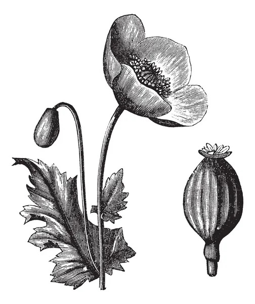 Amapola o papaver somniferum de opio, grabado vintage — Vector de stock