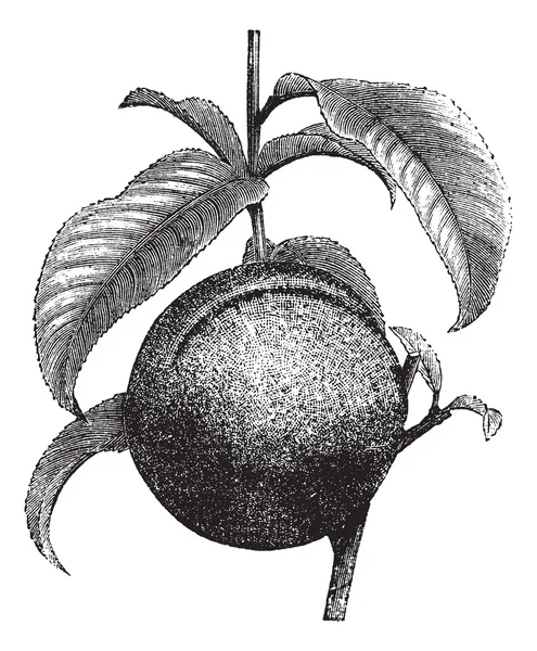 Pêssego ou Prunus persica, gravura vintage — Vetor de Stock
