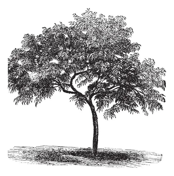 Pfirsich oder Prunus persica, Vintage-Gravur — Stockvektor