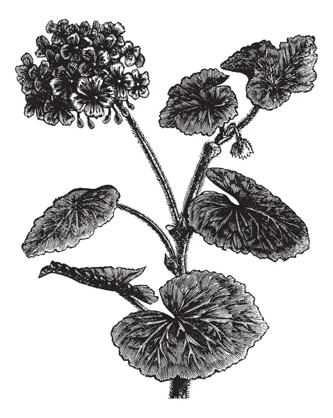 Geranio o Storksbill o Pelargonium sp., incisione vintage — Vettoriale Stock