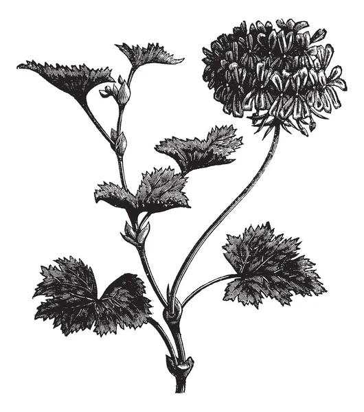 Geranio o Cigüeña o Pelargonium zonale, grabado vintage — Vector de stock