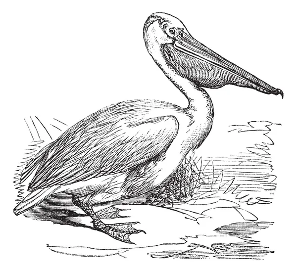 Grande Pelicano Branco ou Pelicano Branco Oriental ou Pelecano onocro — Vetor de Stock