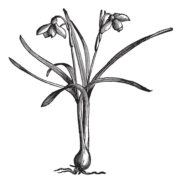 Gota de neve ou Galanthus nivalis, gravura vintage — Vetor de Stock