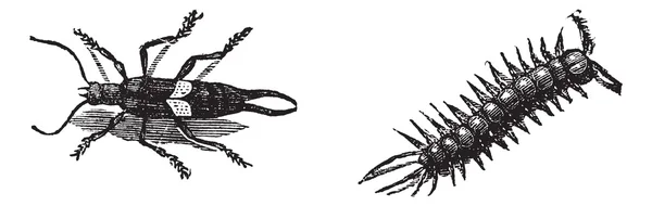 Avrupa kulağakaçan veya forficula auricularia ve kahverengi kırkayak veya — Stok Vektör
