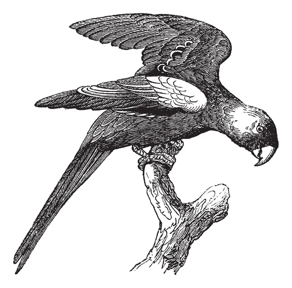 캐롤라이나 앵무새의 일종 또는 Conuropsis carolinensis, 빈티지 조각 — 스톡 벡터
