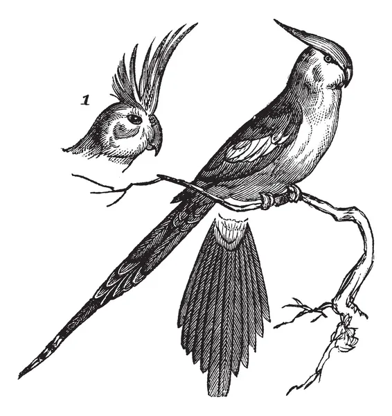 빈티지 cockatiel 또는 Quarrion 또는 Weiro 또는 Nymphicus hollandicus — 스톡 벡터