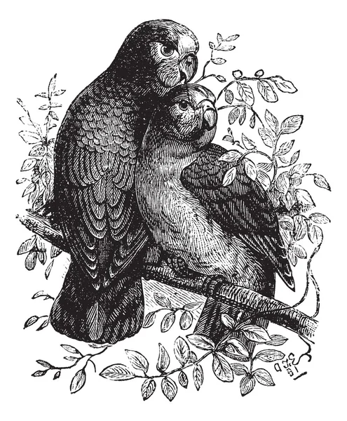 Rose-ringed Parakeet or Ringnecked Parakeet or Psittacula kramer — Stock Vector