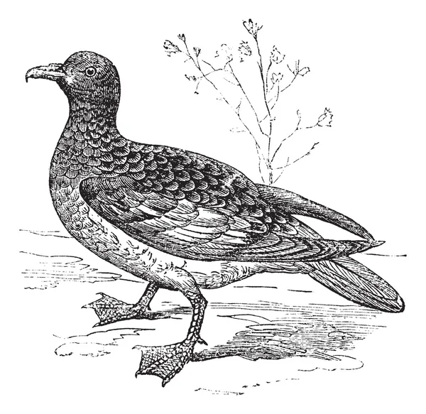 Cape kuşu ya da cape güvercin veya daption capense, antika gravür — Stok Vektör