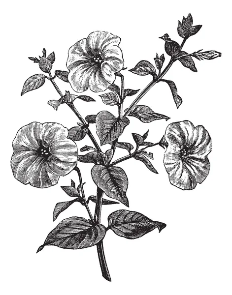 Petunia o Petunia sp., incisione vintage — Vettoriale Stock