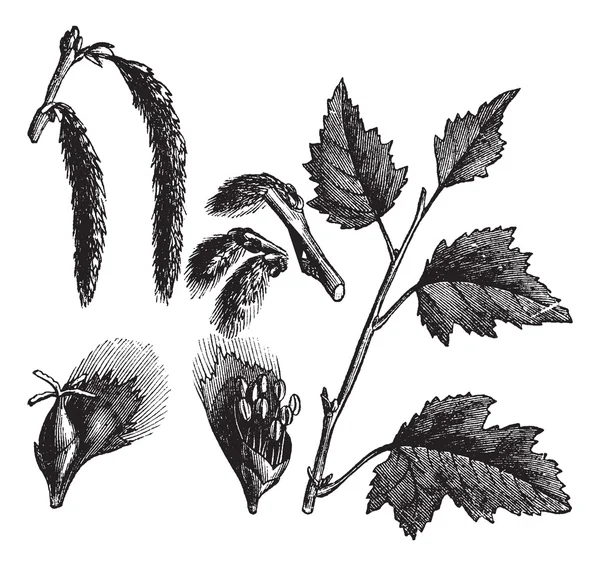 Zilverpopulier of populus alba, vintage gravure — Stockvector