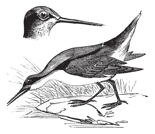 Phalarope de Wilson o Phalaropus tricolor, grabado vintage — Archivo Imágenes Vectoriales