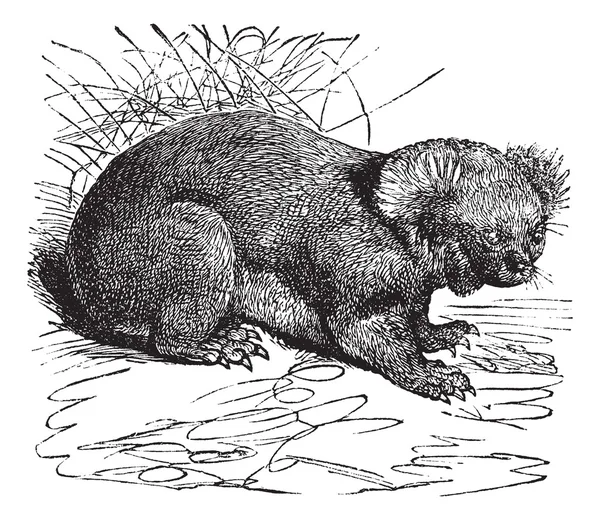 Gravure vintage Koala ou Phascolarctos cinereus — Image vectorielle