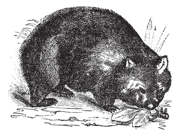 Gravura comum wombat ou Vombatus ursinus vintage —  Vetores de Stock