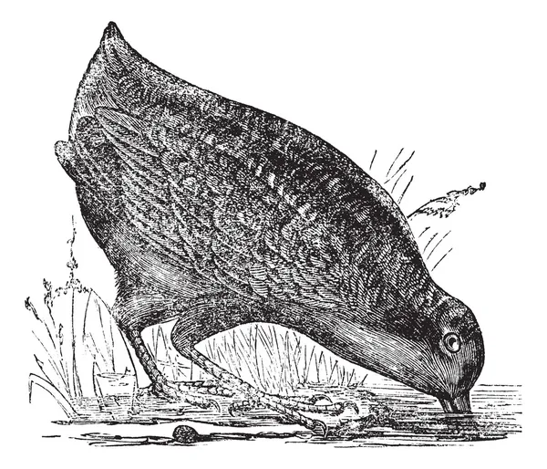 Philohela küçük veya Amerikan woodcock, antika gravür — Stok Vektör