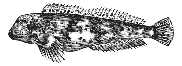 Lipophrys pholis, винтажная гравировка . — стоковый вектор