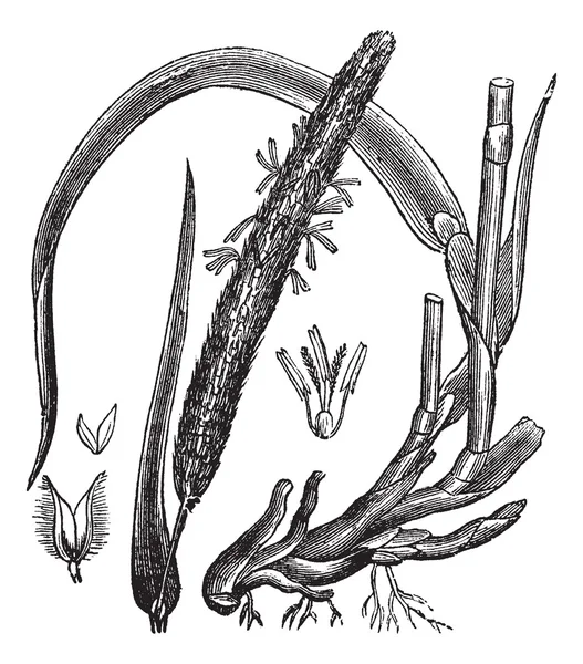 Timothy-grass (Phleum pratense), gravura vintage —  Vetores de Stock