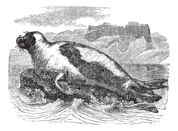 Harp seals (phoca groenlandica) veya Semerli mühür, vintage N'ever — Stok Vektör