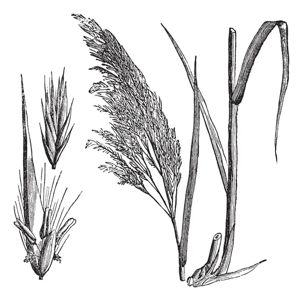 Ortak reed (kamış communis), antika gravür — Stok Vektör