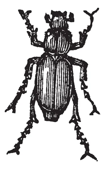 Phyllophaga, incisione vintage . — Vettoriale Stock