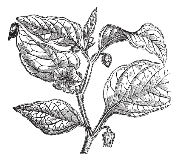 Physalide peru (physalis peruviana), antika gravür. — Stok Vektör
