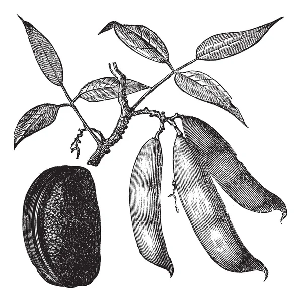 Physotigma Poisons (Physostigma venenosum) o Calabar Bean, vint — Archivo Imágenes Vectoriales
