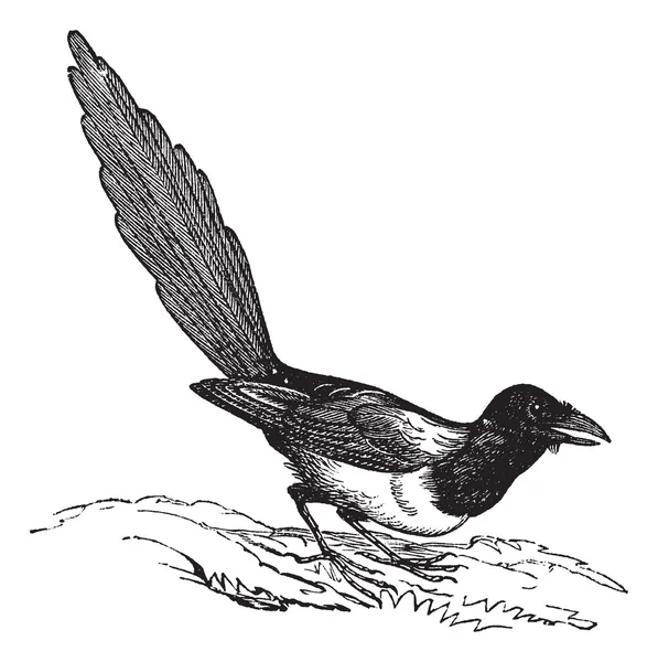 黑尾喜鹊 （pica hudsonia），老式雕刻. — 图库矢量图片