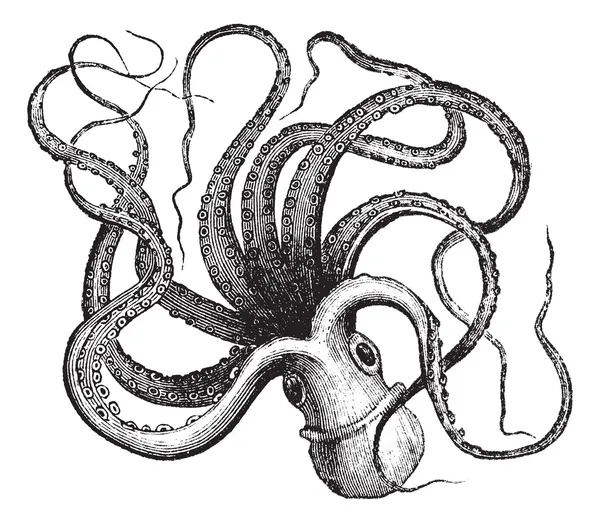 Chobotnice pobřežní (octopus vulgaris), vinobraní gravírování. — Stockový vektor