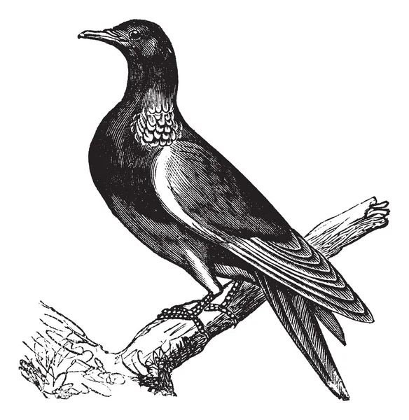 Common Wood Pigeon (Columba palumbus) or Culver, vintage engravi — Stock Vector