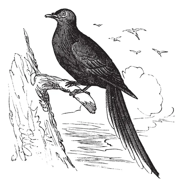 Piccione viaggiatore o piccione selvatico (Ectopistes migratorius), vintag — Vettoriale Stock