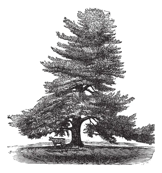 Ostkiefer oder Pinus Strobus, Vintage-Gravur. — Stockvektor
