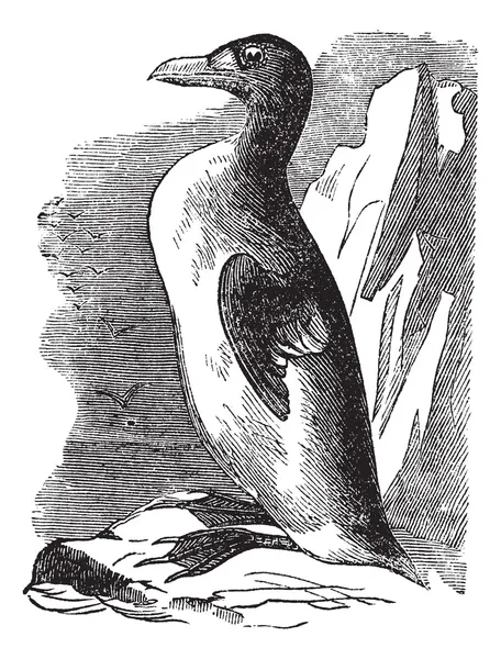 Grawerowanie Great auk (alca impennis), vintage. — Wektor stockowy