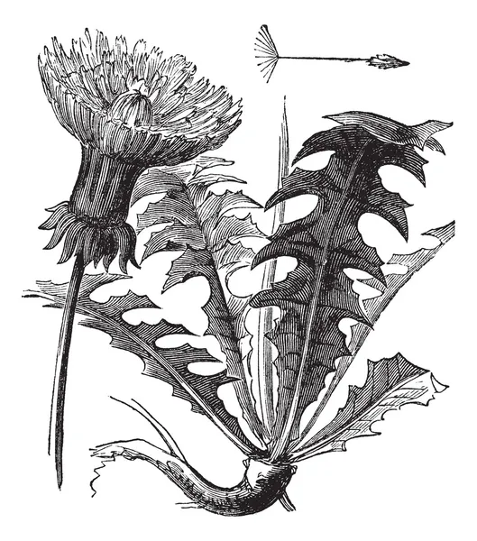 Taraxacum or Dandelion, vintage engraving. — Stock Vector