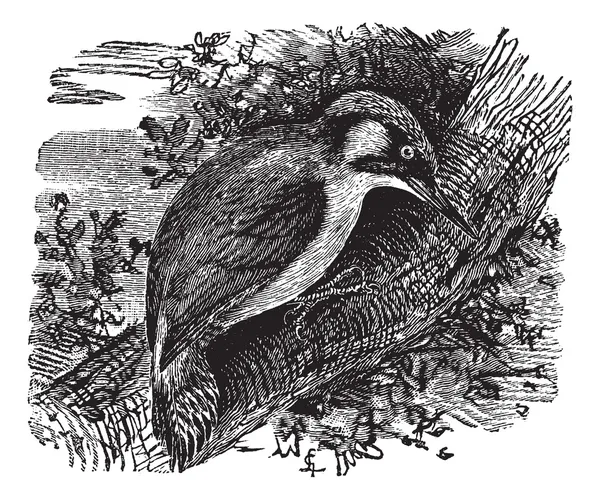 Pájaro carpintero o pículos o cuellos, grabado vintage . — Vector de stock