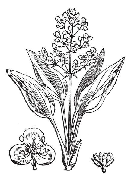 Water Plantain ou Alisma sp., gravura vintage — Vetor de Stock