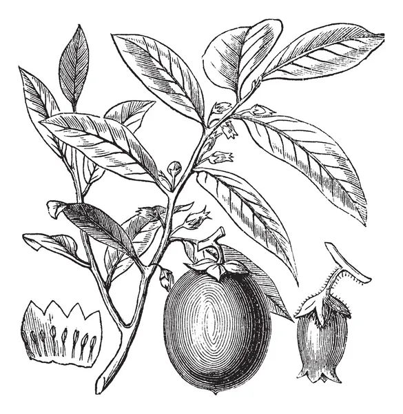 Persimmon américain ou Diospyros virginiana, gravure vintage — Image vectorielle
