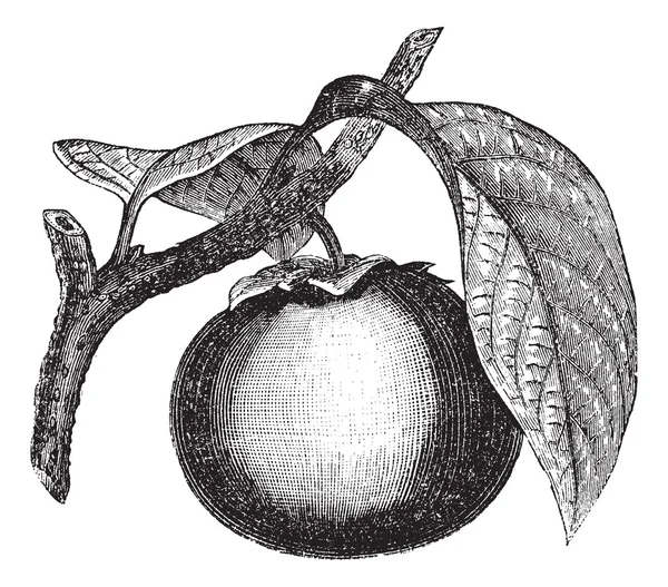 Persimmon japonais ou Diospyros kaki, gravure vintage — Image vectorielle